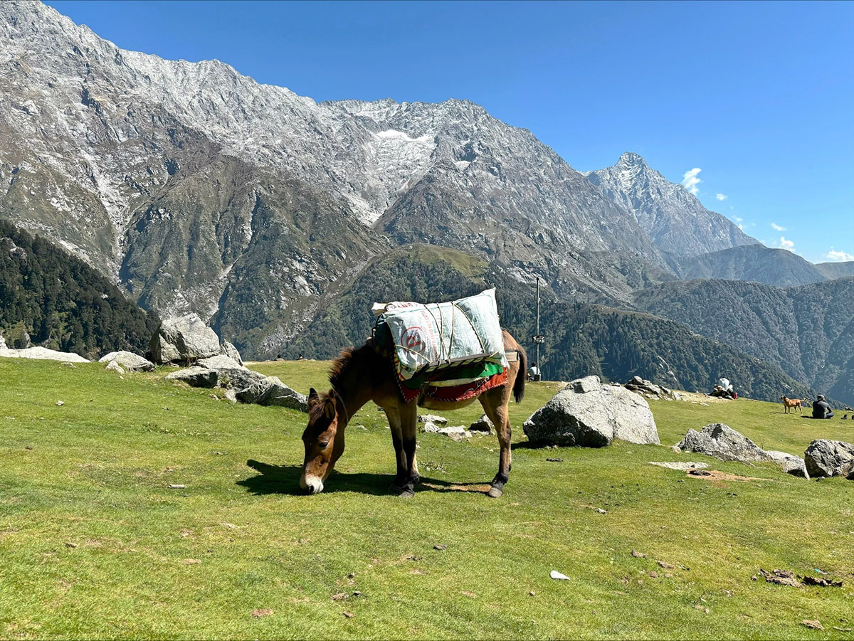 triund-trek-hiking-route-guide